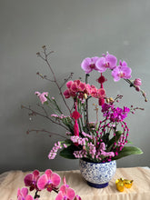 Load image into Gallery viewer, Royal Longevity