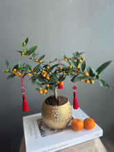 Load image into Gallery viewer, Petite Mandarin