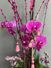 Load image into Gallery viewer, Lilac Royal Longevity