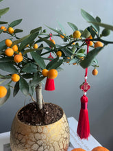 Load image into Gallery viewer, Petite Mandarin