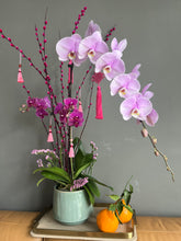 Load image into Gallery viewer, Lilac Royal Longevity
