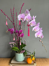 Load image into Gallery viewer, Lilac Royal Longevity
