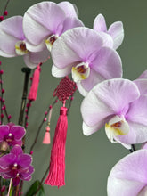 Load image into Gallery viewer, Lilac Royal Longevity
