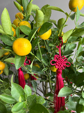 Load image into Gallery viewer, Kumquat with Red Chinese Knots
